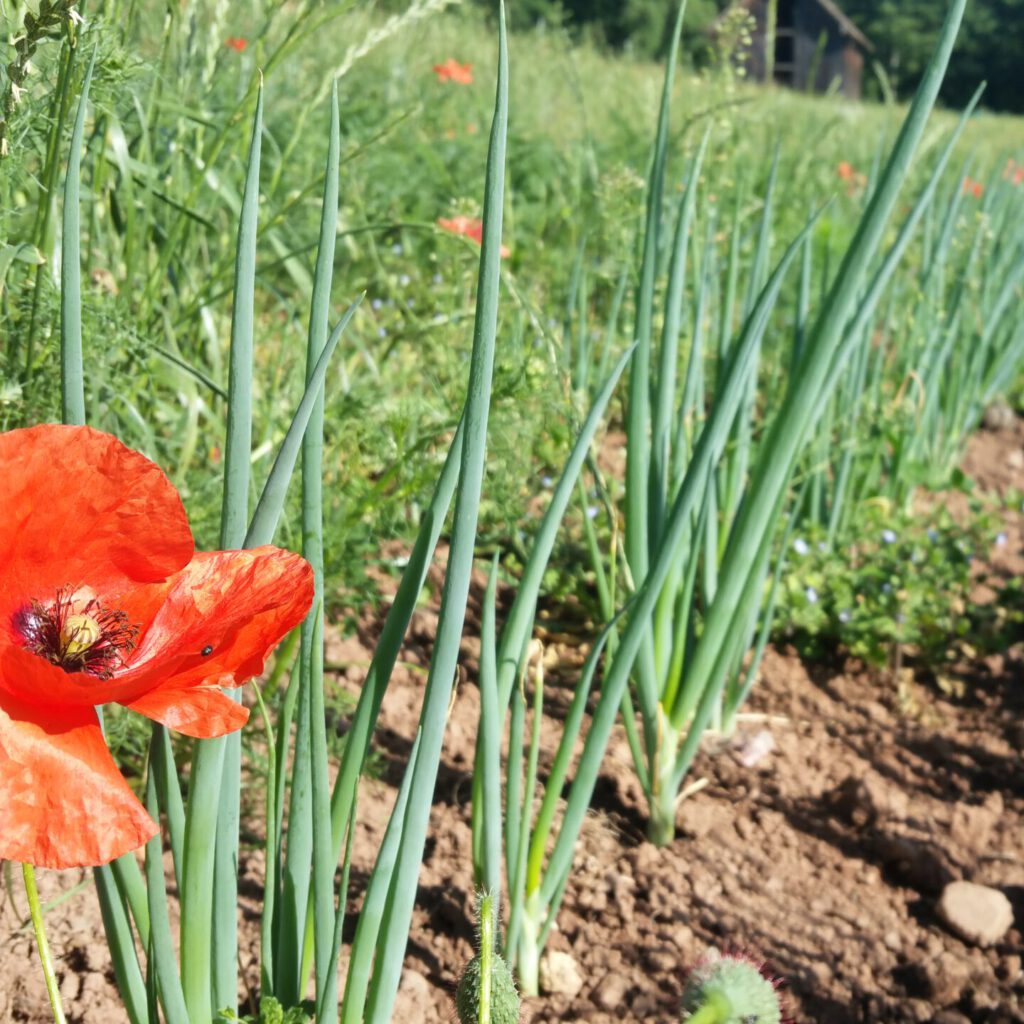 20220623 092046 Scaled E1776123707787 1024x1024